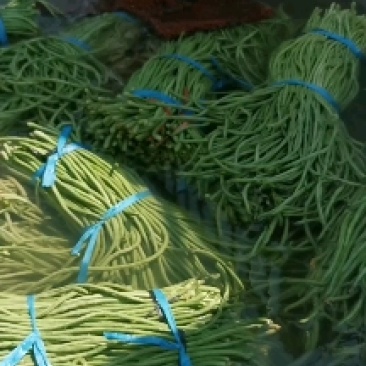 精品长豆角