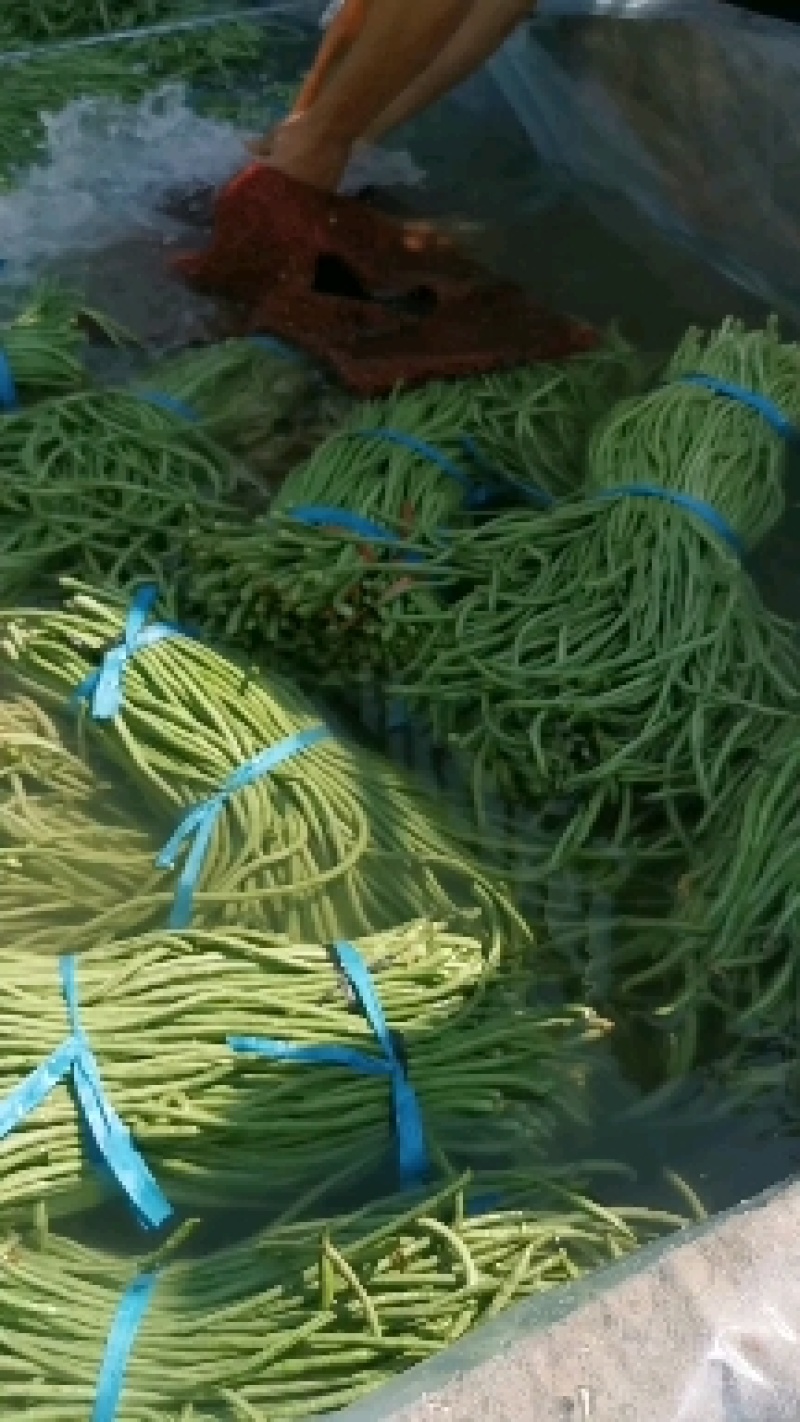 精品长豆角