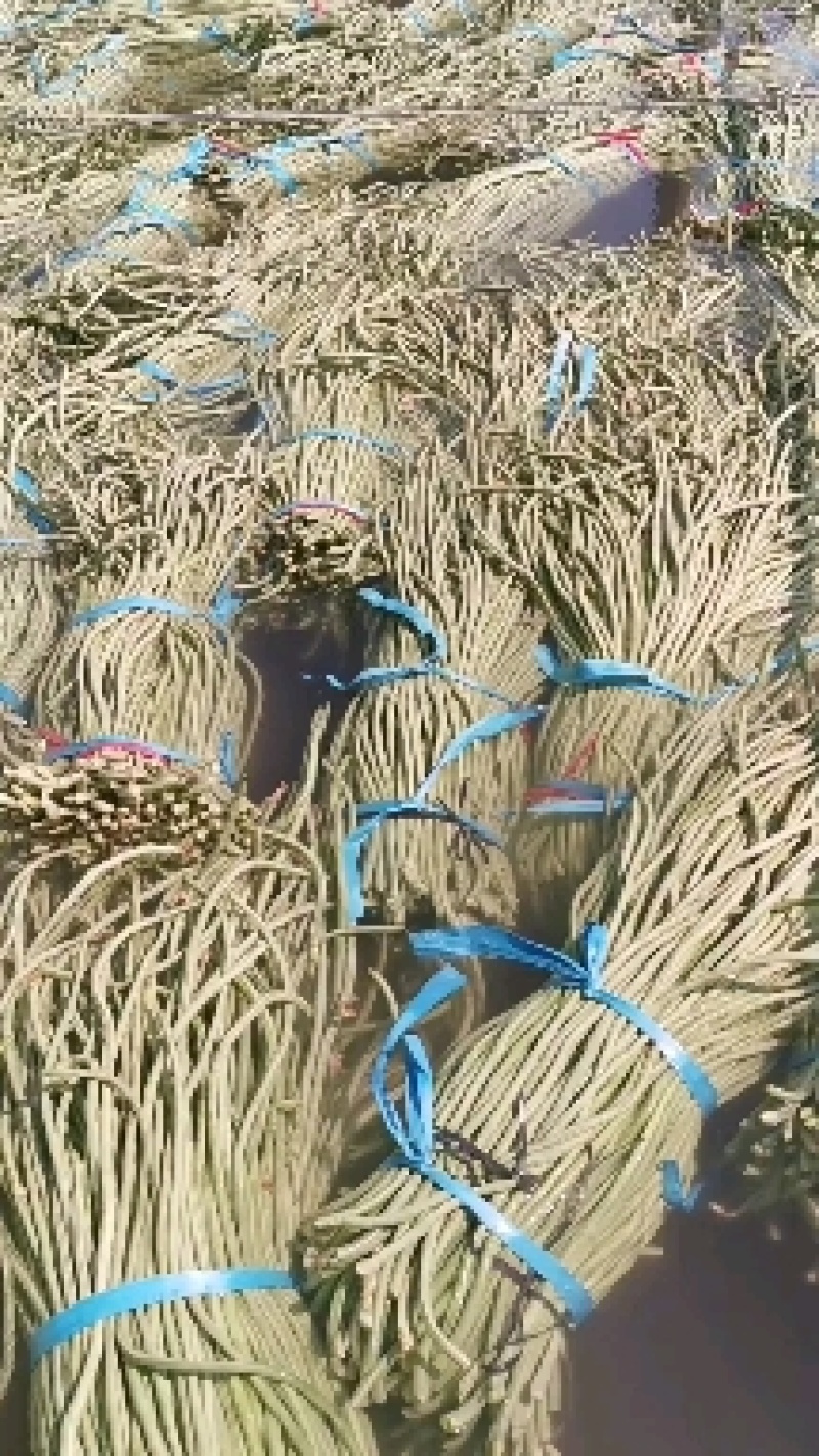精品长豆角