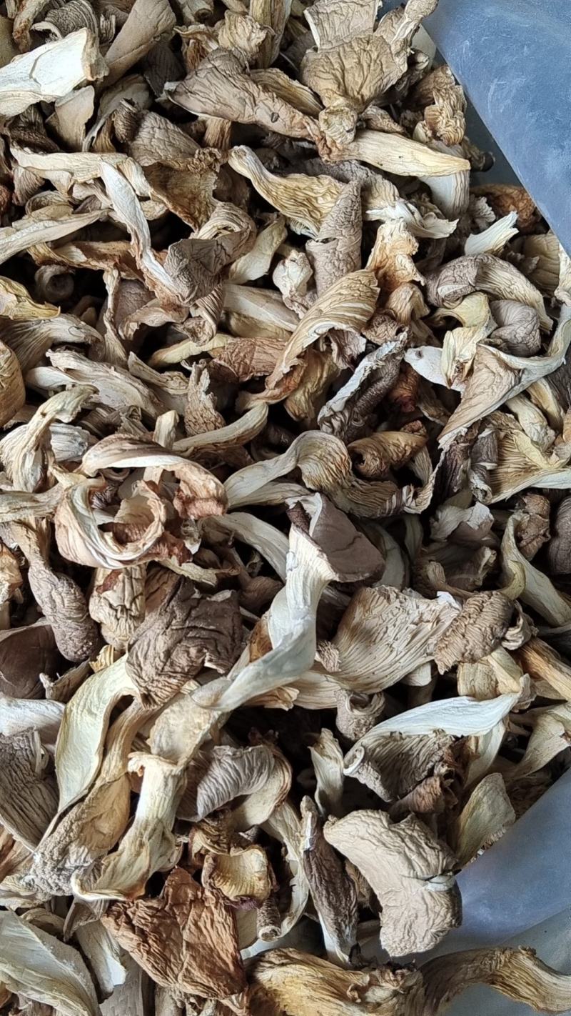 干平菇，条菇，大量有货
