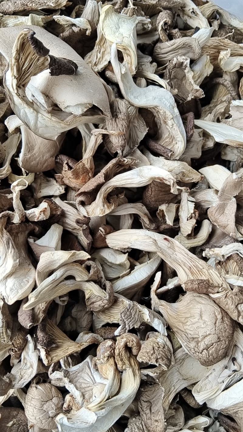 干平菇，条菇，大量有货
