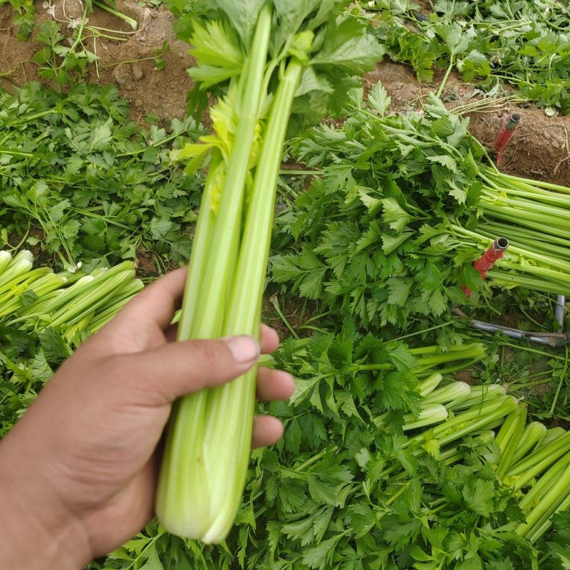 陕北芹菜西芹产地一手货源可视频看货欢迎来电