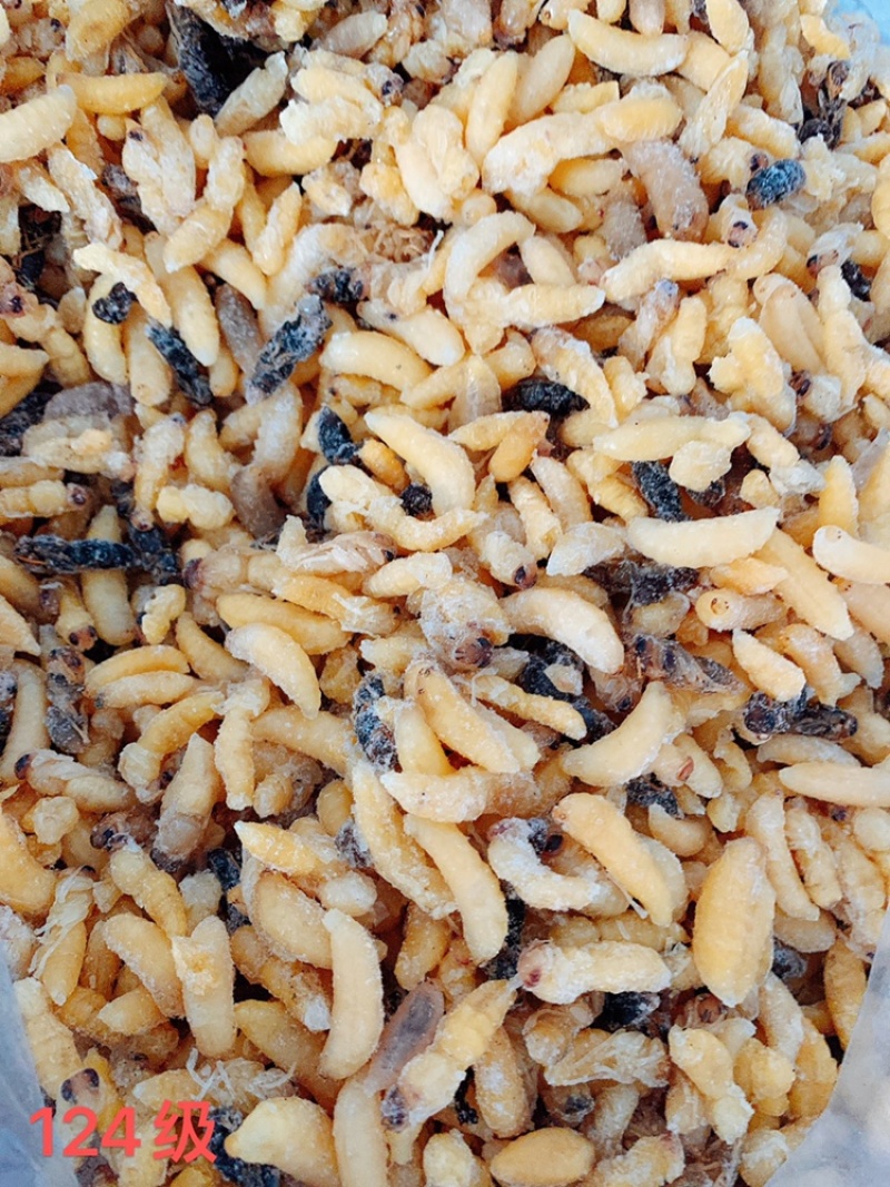 大量批发蜂蛹，马蜂蛹批发零售