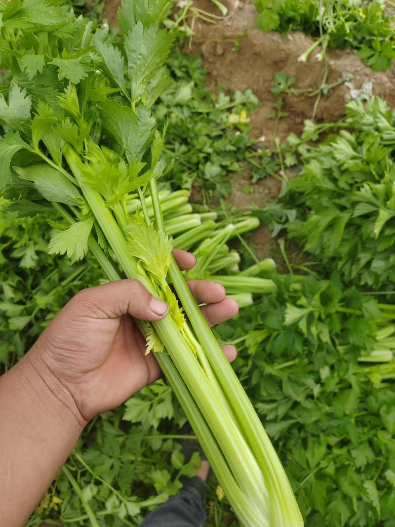 陕北芹菜西芹产地一手货源可视频看货欢迎来电