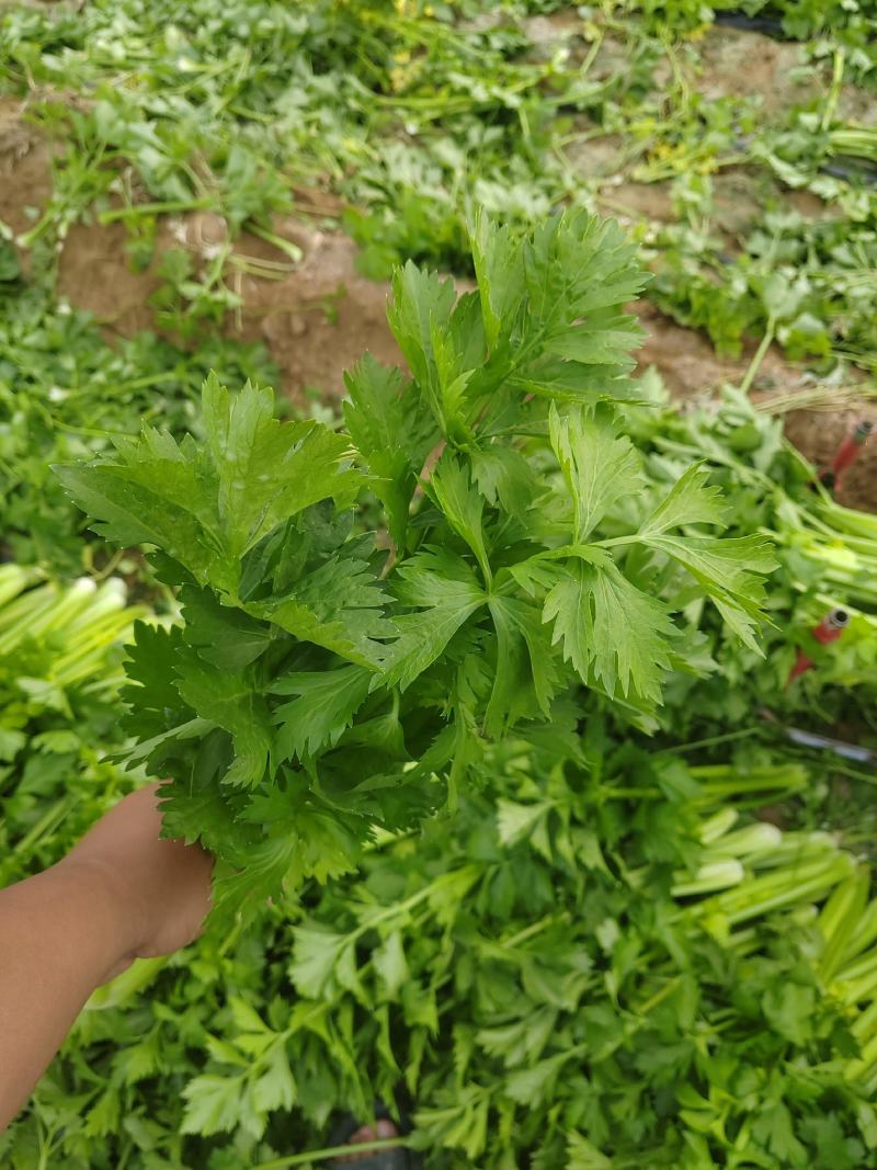 陕北芹菜西芹产地一手货源可视频看货欢迎来电