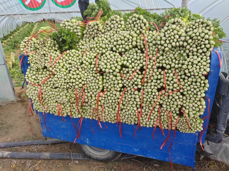 陕北芹菜西芹产地一手货源可视频看货欢迎来电