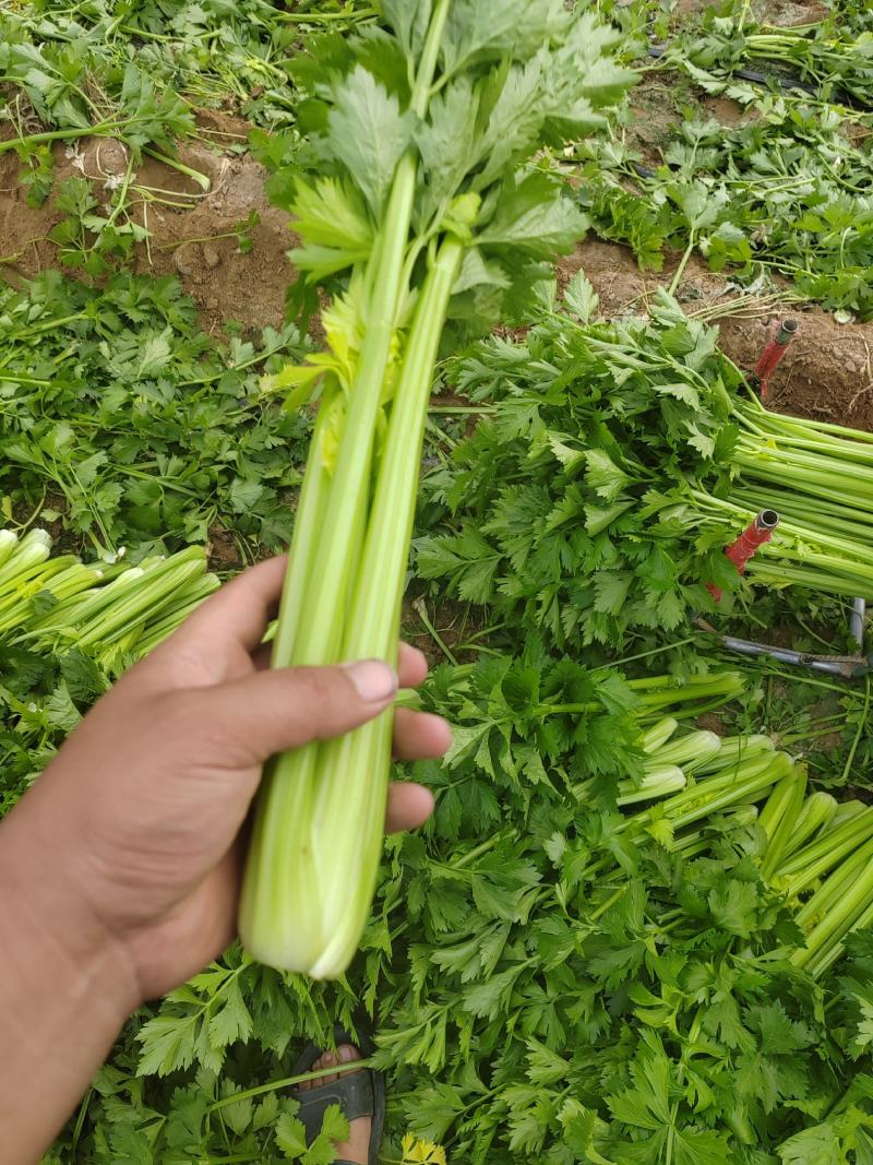 陕北芹菜西芹产地一手货源可视频看货欢迎来电