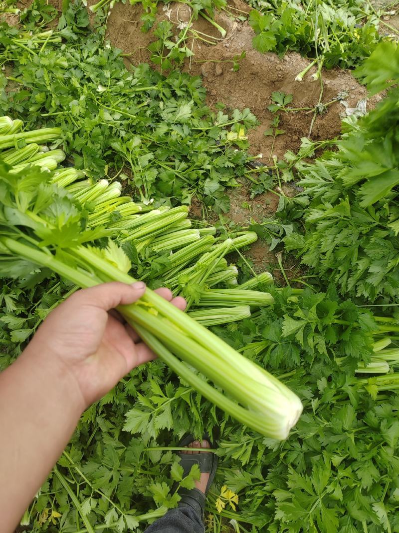 陕北芹菜西芹产地一手货源可视频看货欢迎来电