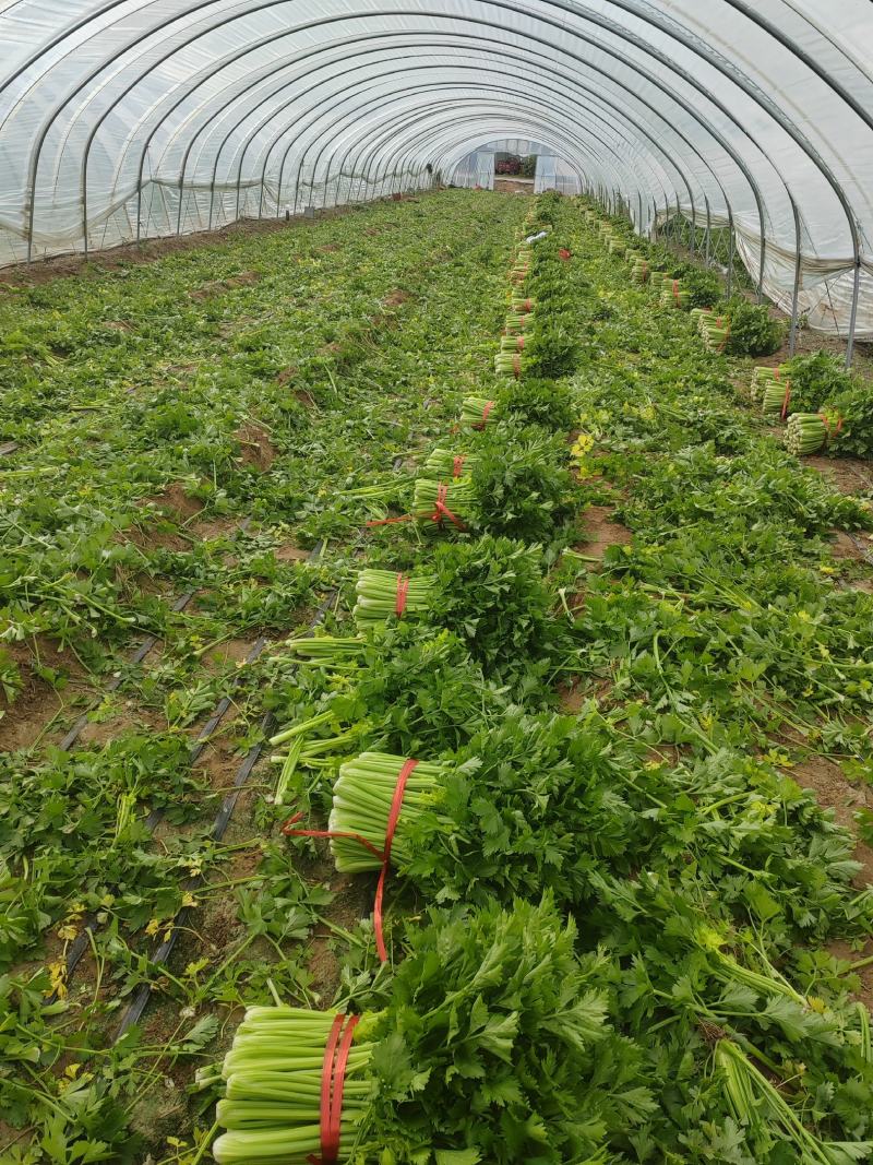 陕北芹菜西芹产地一手货源可视频看货欢迎来电