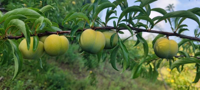 蜂糖李