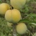 蜂糖李