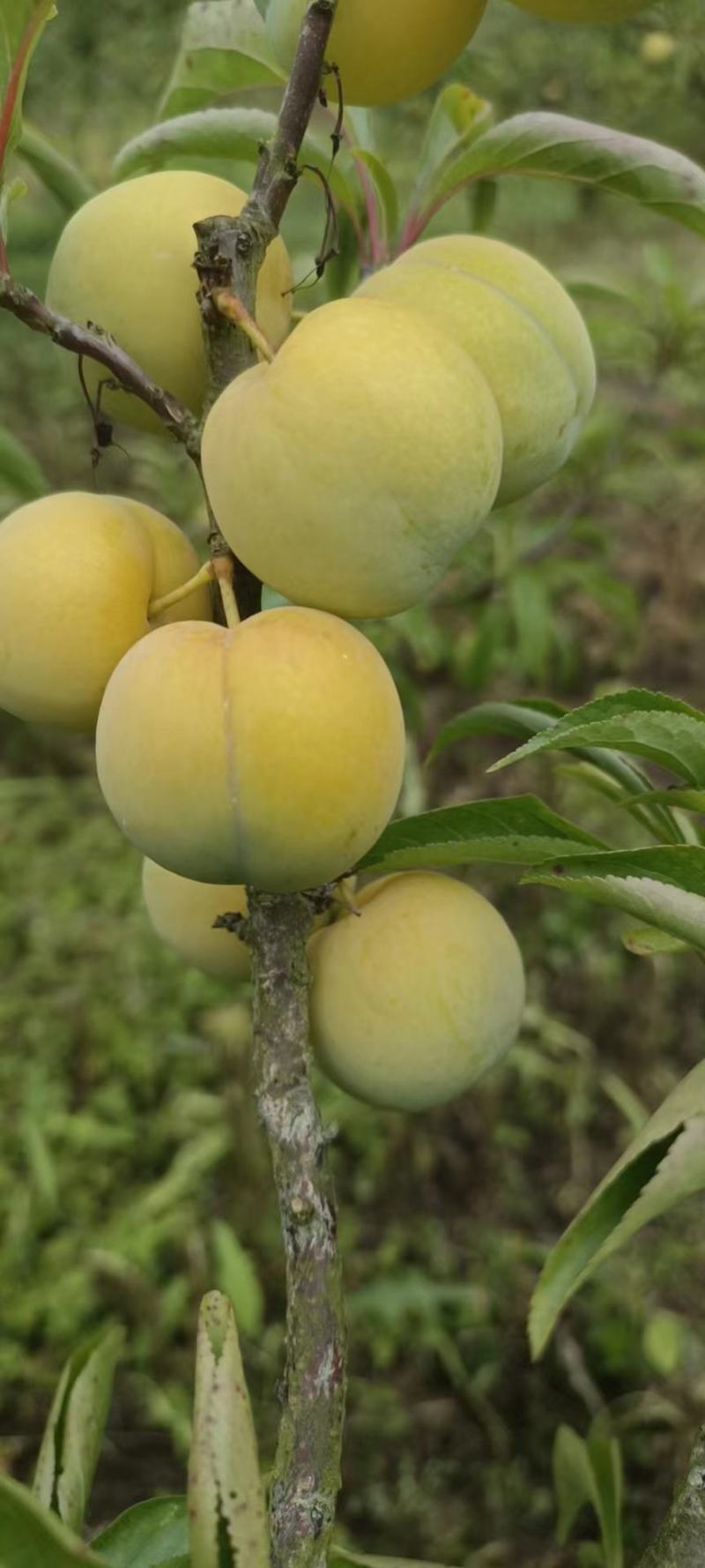蜂糖李
