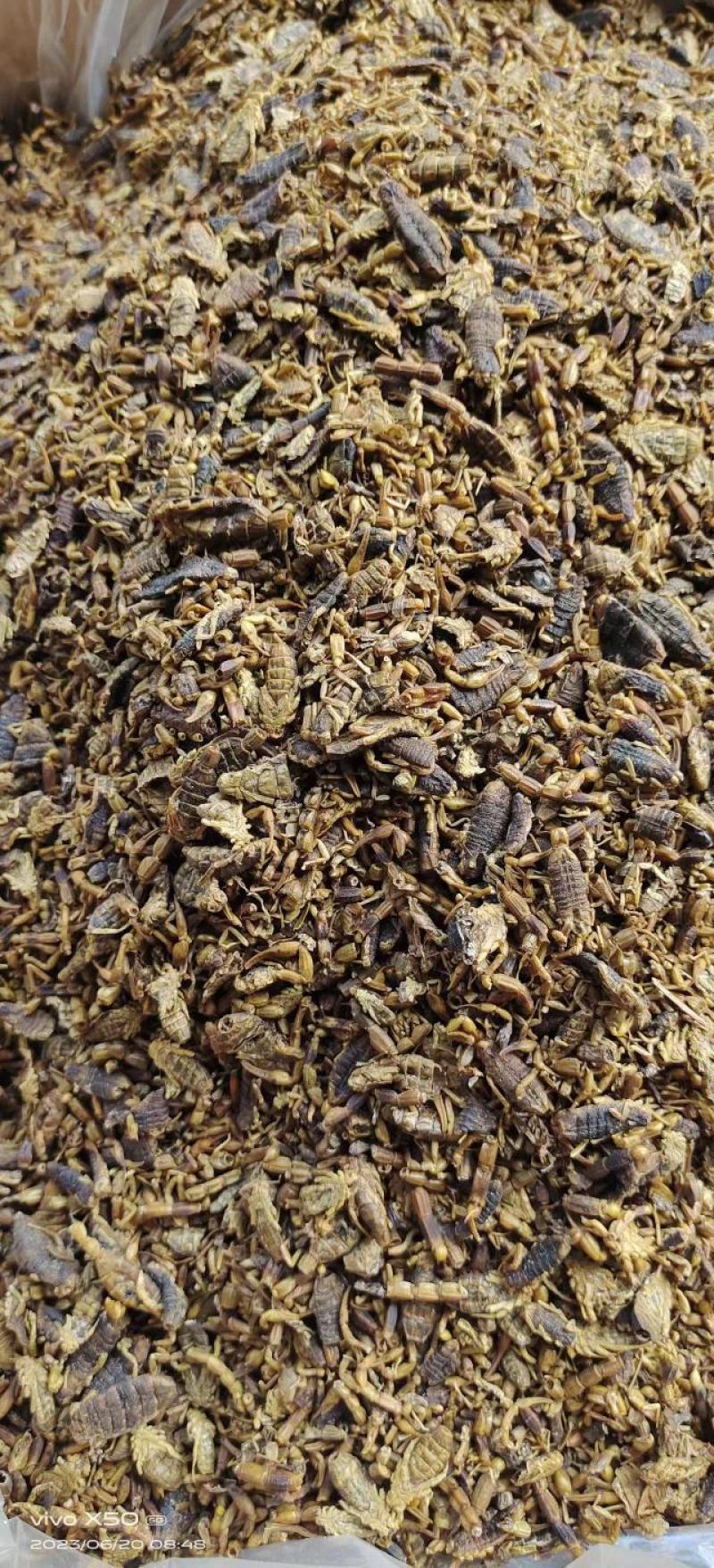 碎全虫，十成干全蝎子，质量保证品质保证需要联系。。