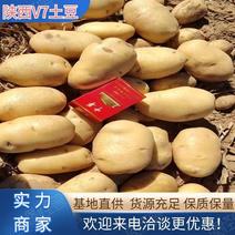 【荐】陕西v7土豆现挖现发物美价廉三优精品大货免洗