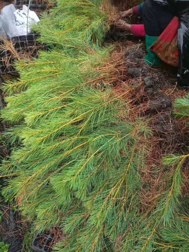 华山松苗，华山松基质土苗，华山松袋苗，华山松营养袋苗