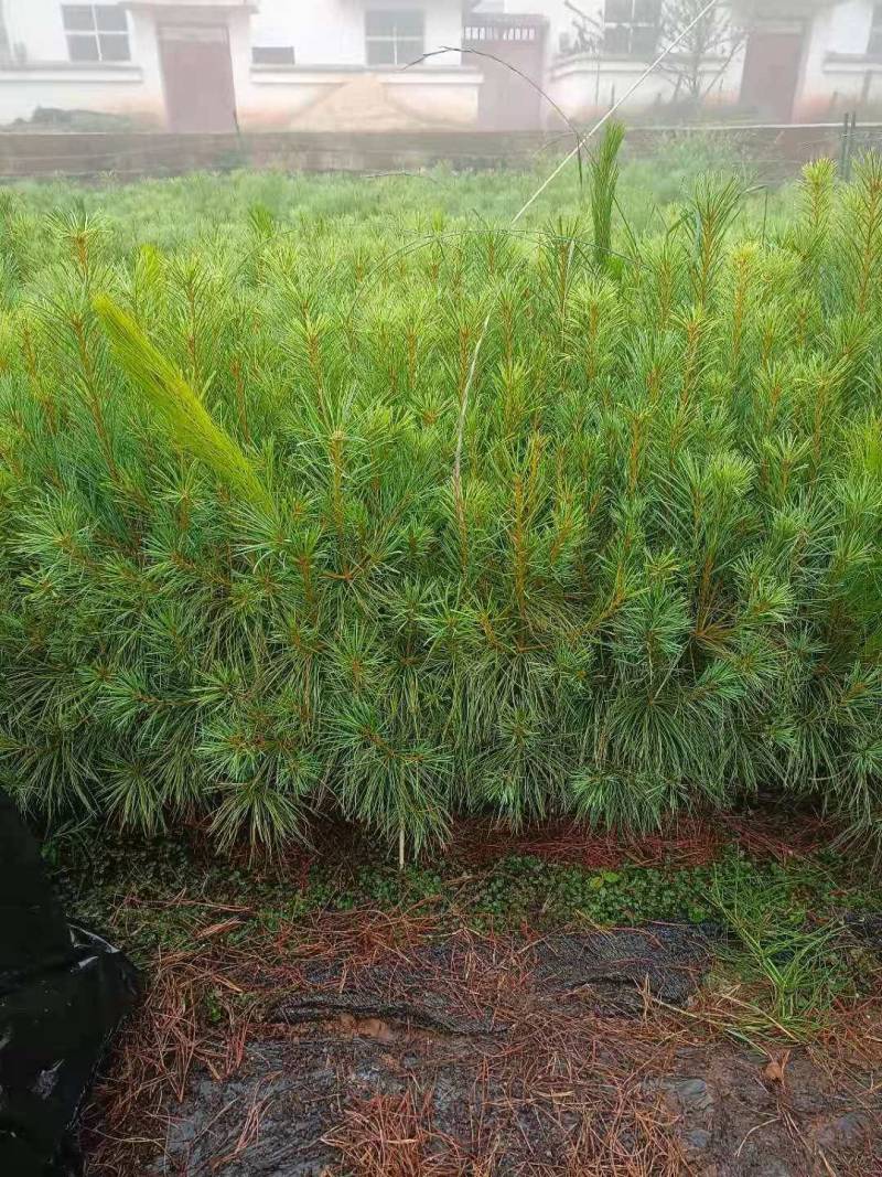 华山松苗，华山松基质土苗，华山松袋苗，华山松营养袋苗