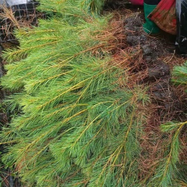 华山松苗，华山松基质土苗，华山松袋苗，华山松营养袋苗