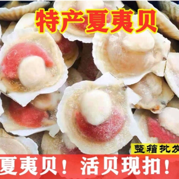 半壳贝夏夷贝鲜活冷冻带壳超大粉丝蒜蓉扇贝烧烤商用海鲜水产