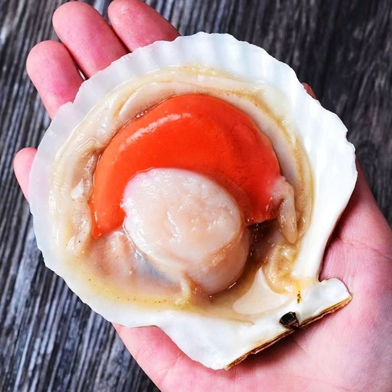 半壳贝夏夷贝鲜活冷冻带壳超大粉丝蒜蓉扇贝烧烤商用海鲜水产