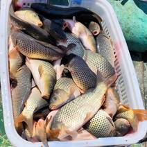 河鲤鱼量大需订货品质好价格优对接各地市场商超