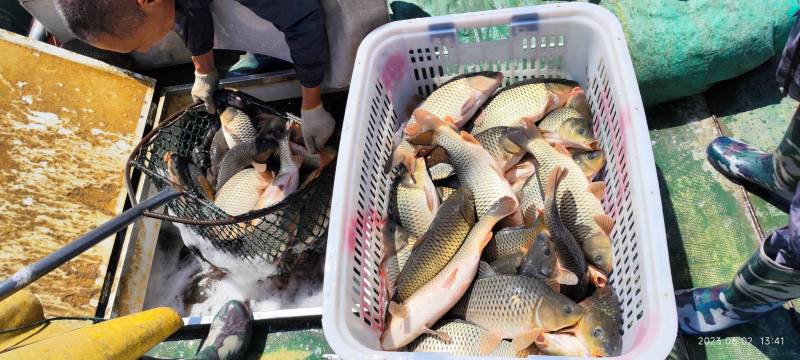 河鲤鱼量大需订货品质好价格优对接各地市场商超