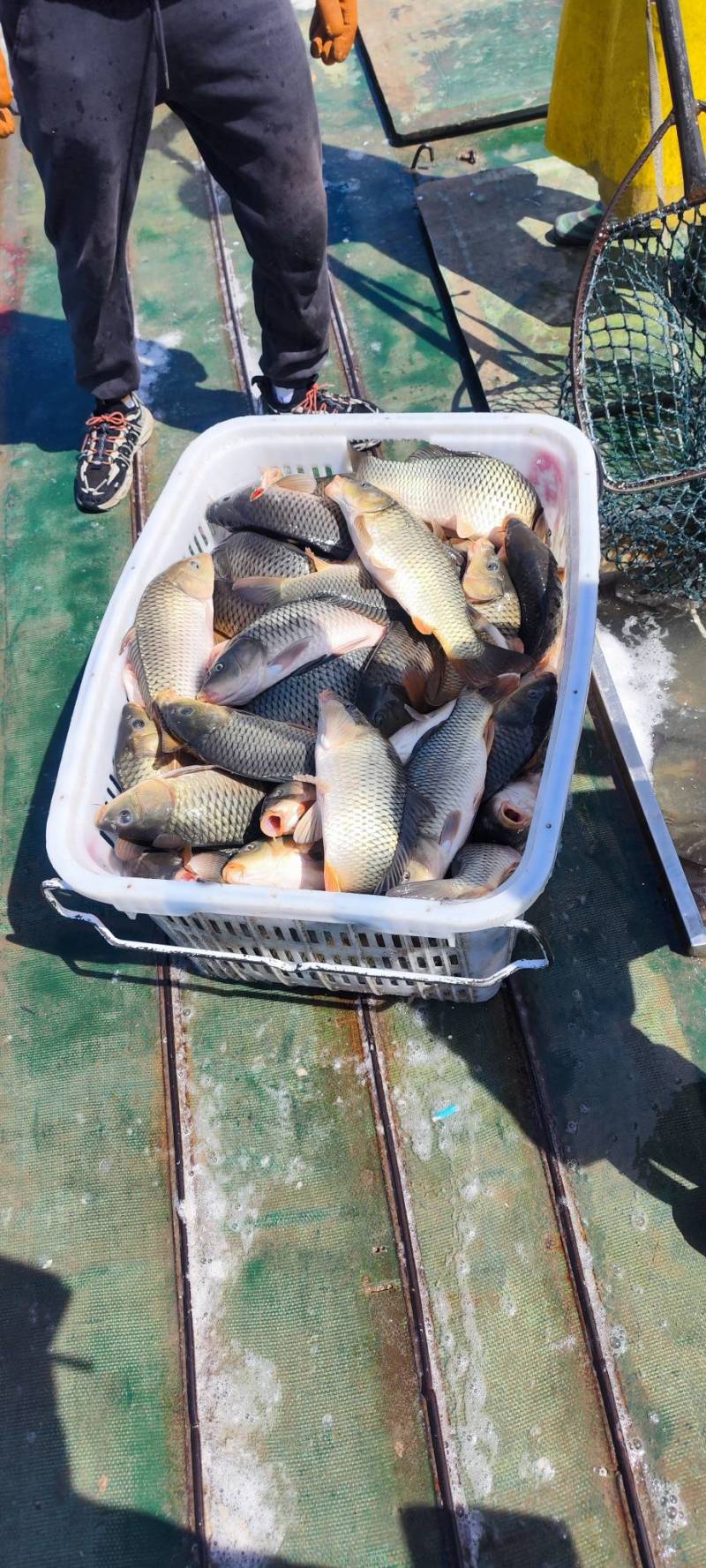河鲤鱼量大需订货品质好价格优对接各地市场商超