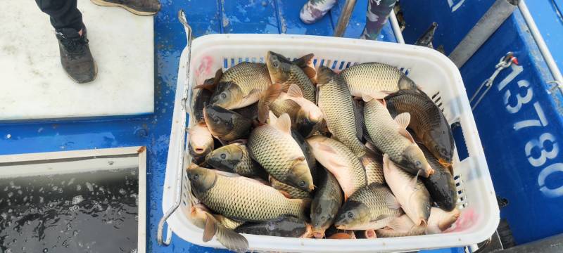河鲤鱼量大需订货品质好价格优对接各地市场商超