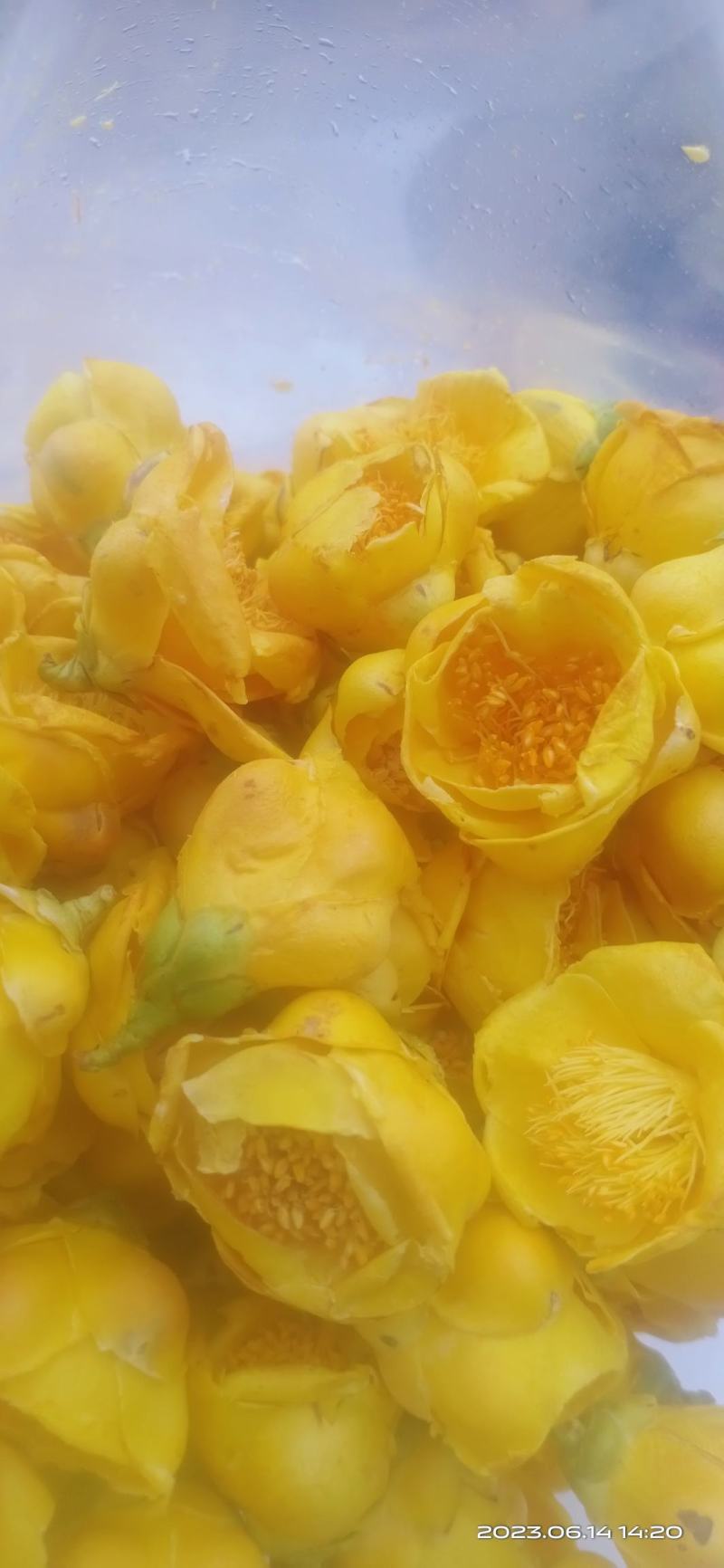 金花茶
