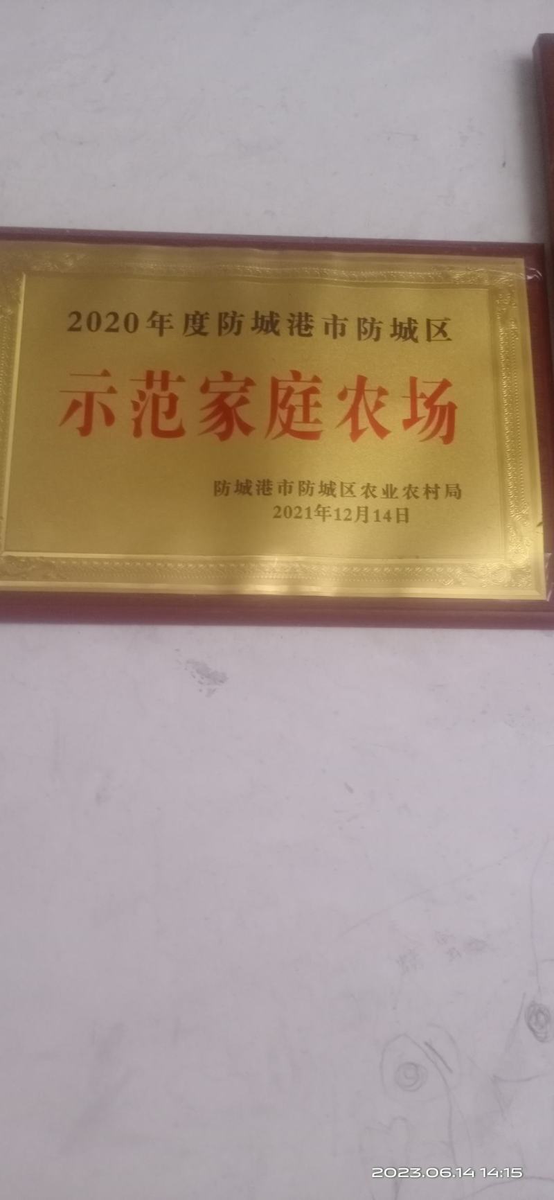 金花茶