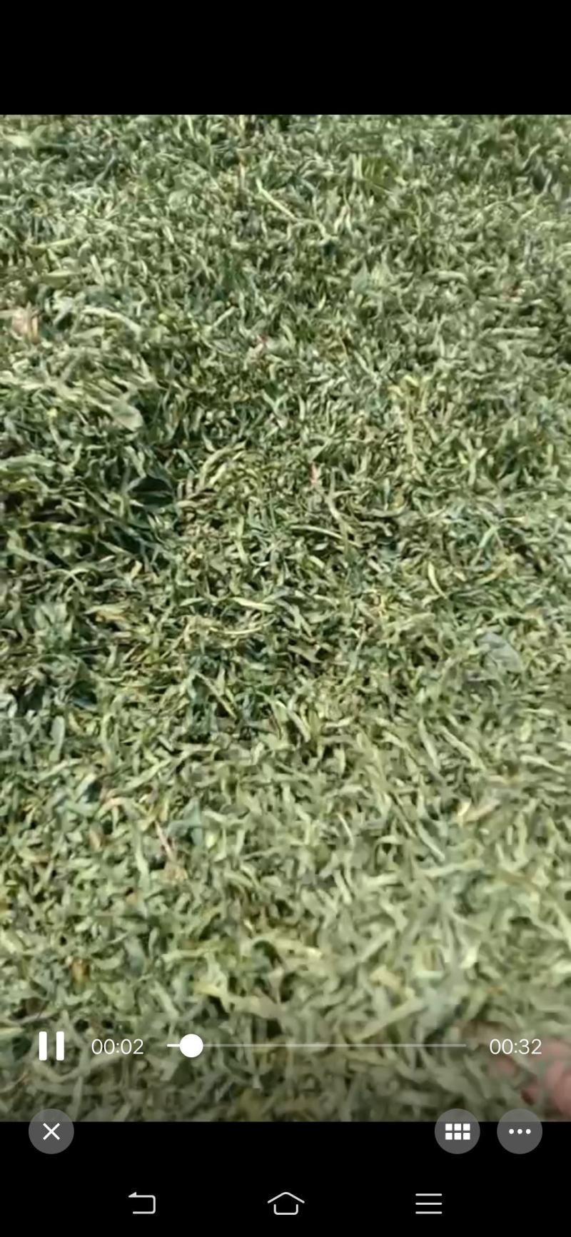 金花茶