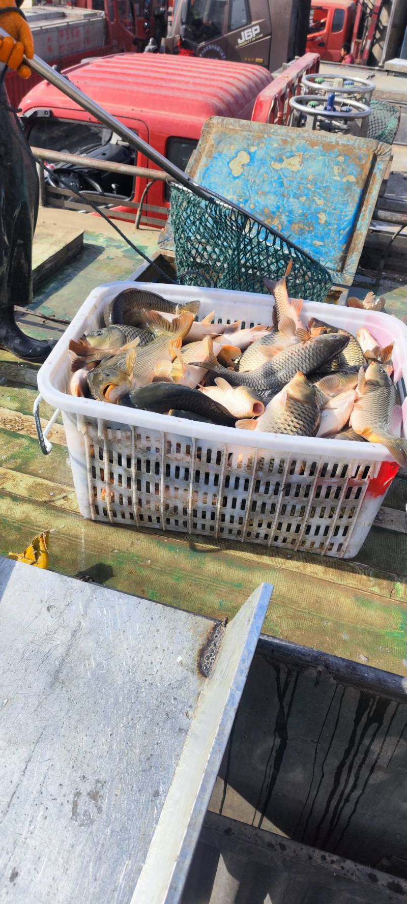 垂钓回收河鲤鱼冷链运输货源足肉质鲜美电联采购