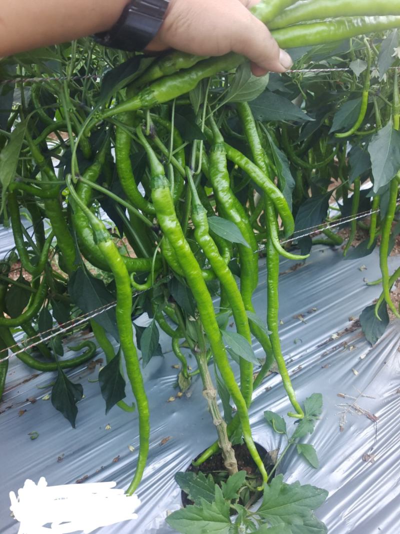 大量供应，螺丝椒，线椒，羊角椒，对接超市，市场，电商，