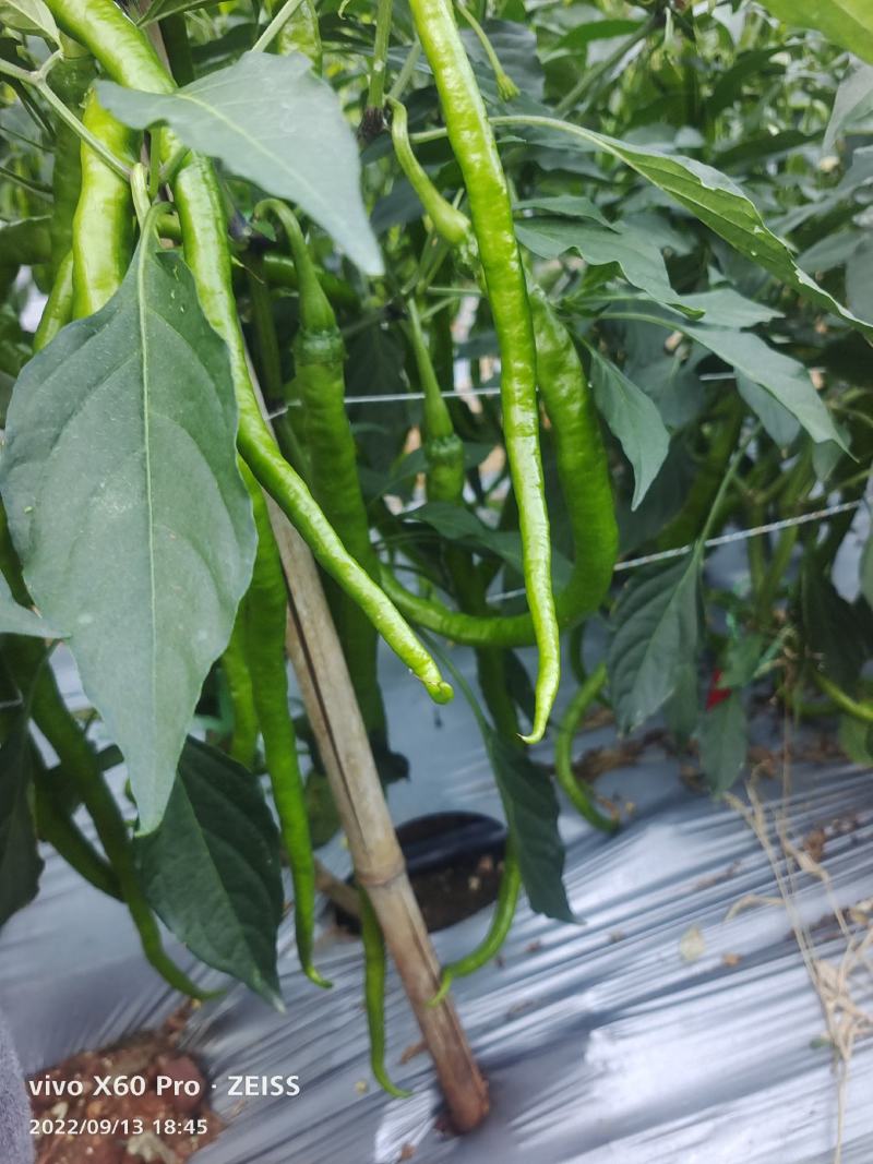 大量供应，螺丝椒，线椒，羊角椒，对接超市，市场，电商，