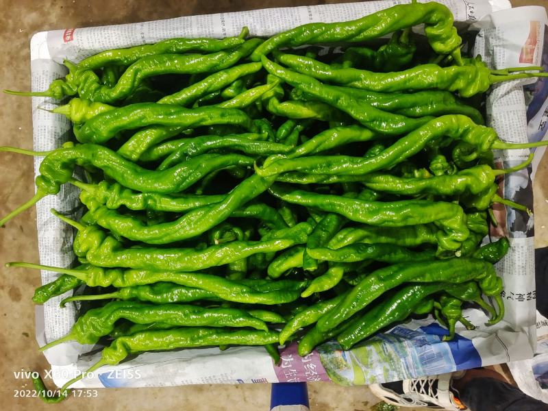大量供应，螺丝椒，线椒，羊角椒，对接超市，市场，电商，