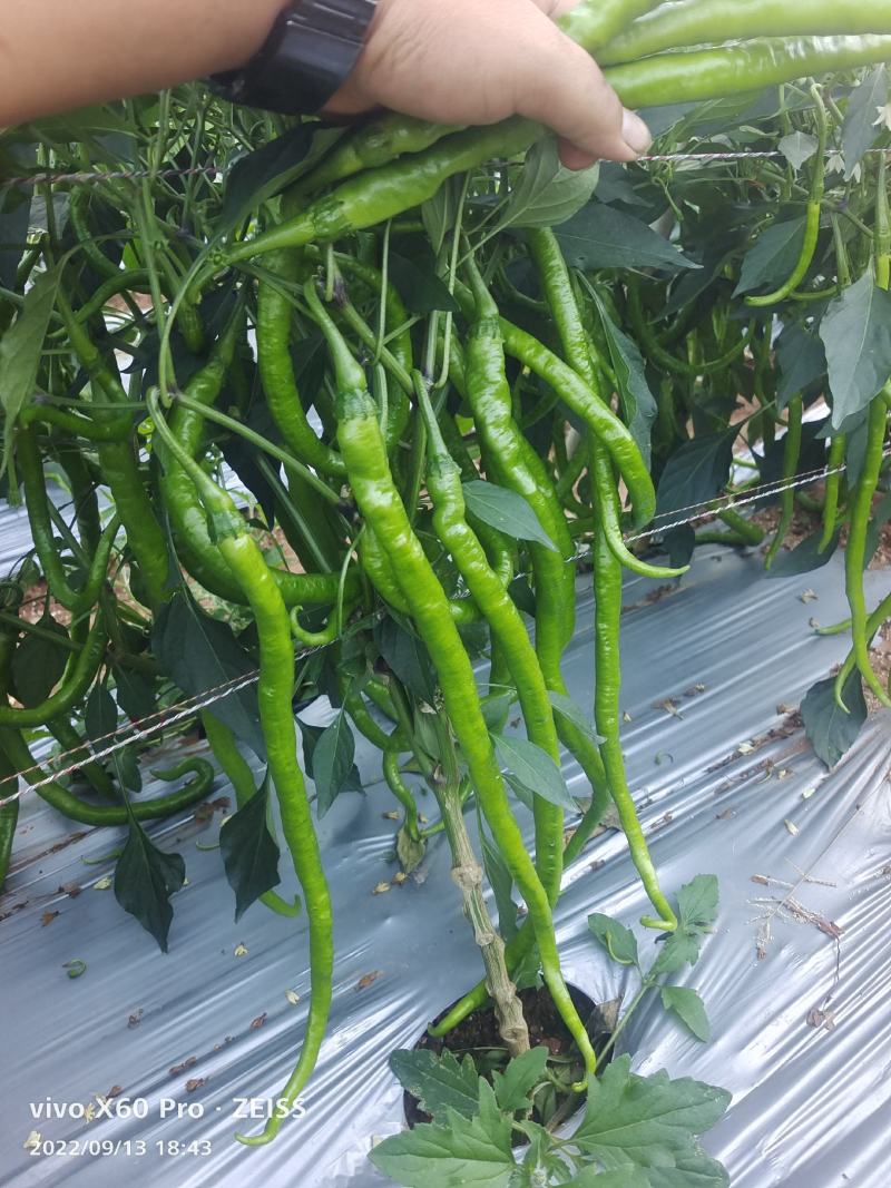 大量供应，螺丝椒，线椒，羊角椒，对接超市，市场，电商，