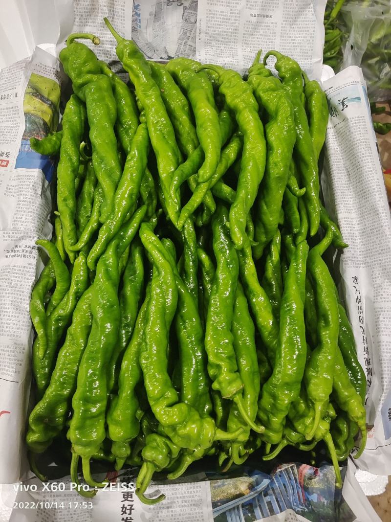 大量供应，螺丝椒，线椒，羊角椒，对接超市，市场，电商，