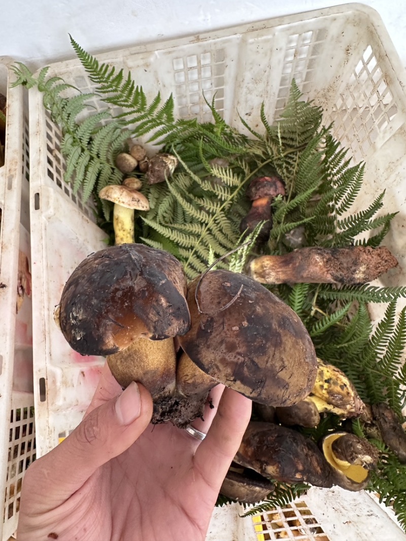 云南野生黑牛肝（见手青）鲜货需提前一天预定