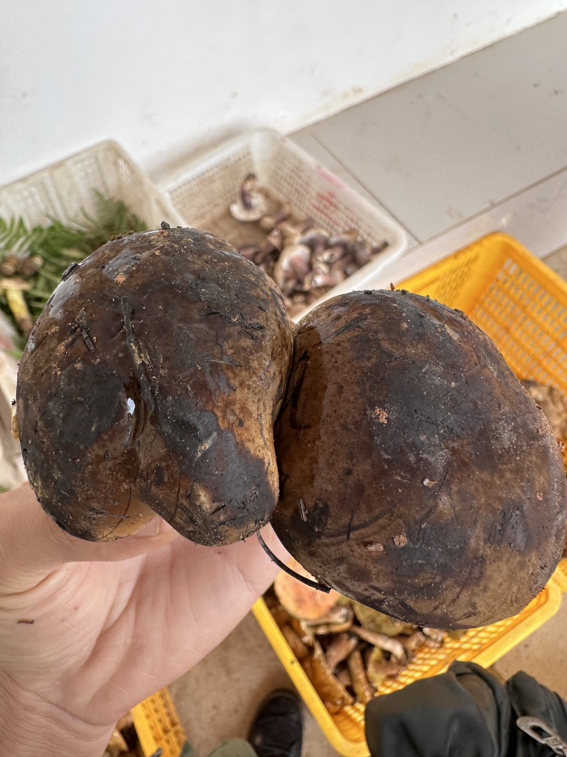 云南野生黑牛肝（见手青）鲜货需提前一天预定