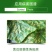 春雷溴菌腈炭疽病细菌角斑病蔓枯病青枯病溃疡病立枯病药