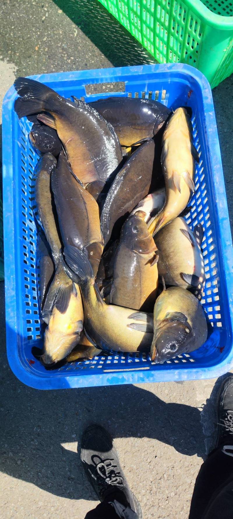 松花江镜面鲤鱼冷链运输货源足肉质鲜美电联采购