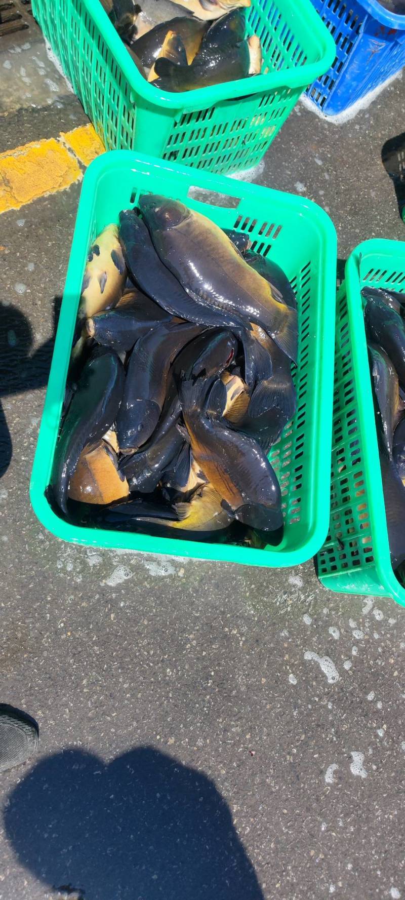 松花江镜面鲤鱼冷链运输货源足肉质鲜美电联采购