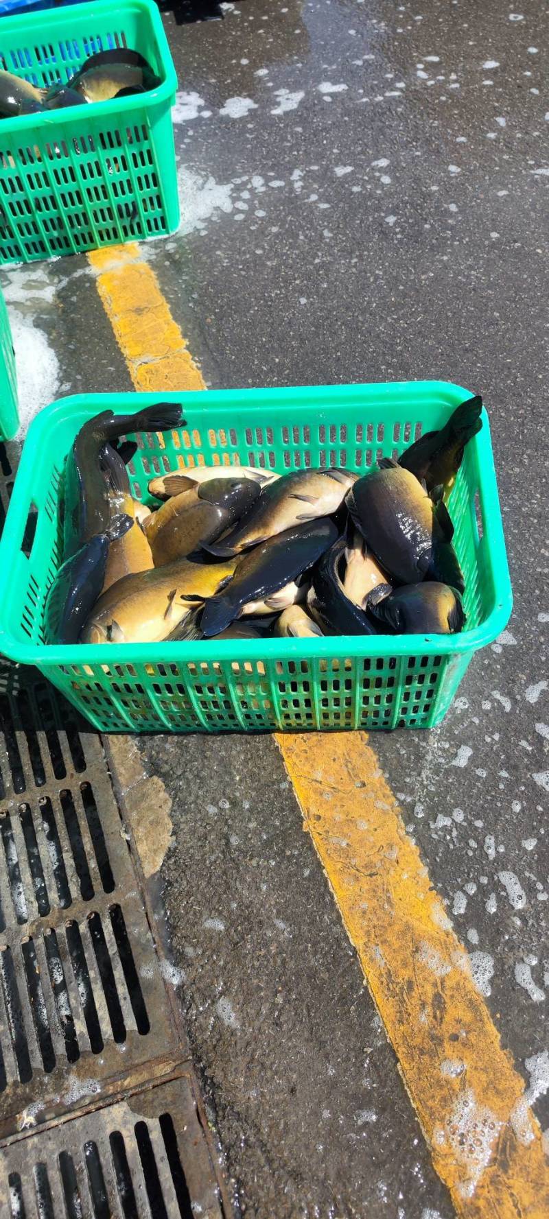 松花江镜面鲤鱼冷链运输货源足肉质鲜美电联采购