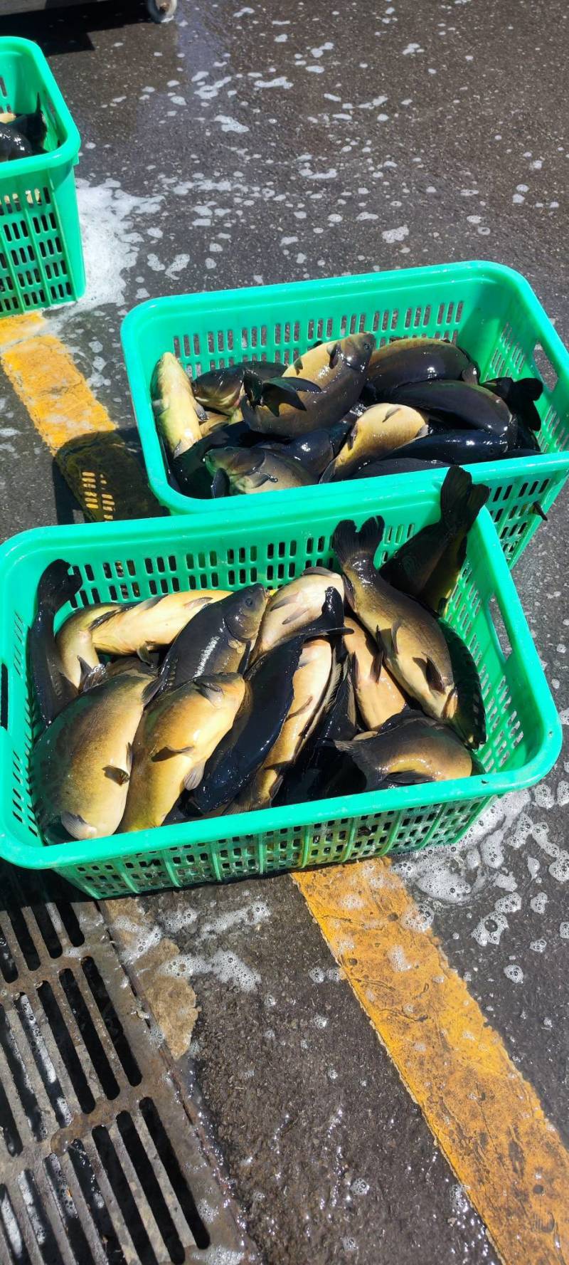 松花江镜面鲤鱼冷链运输货源足肉质鲜美电联采购