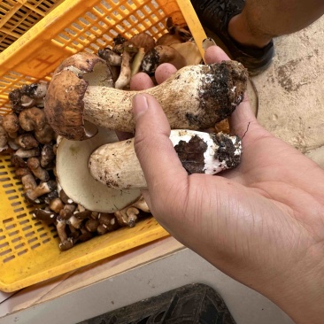 云南野生牛肝菌，鲜货，干货都有