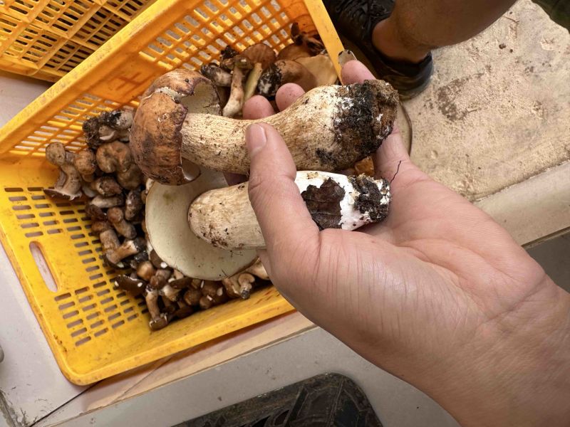云南野生牛肝菌，鲜货，干货都有
