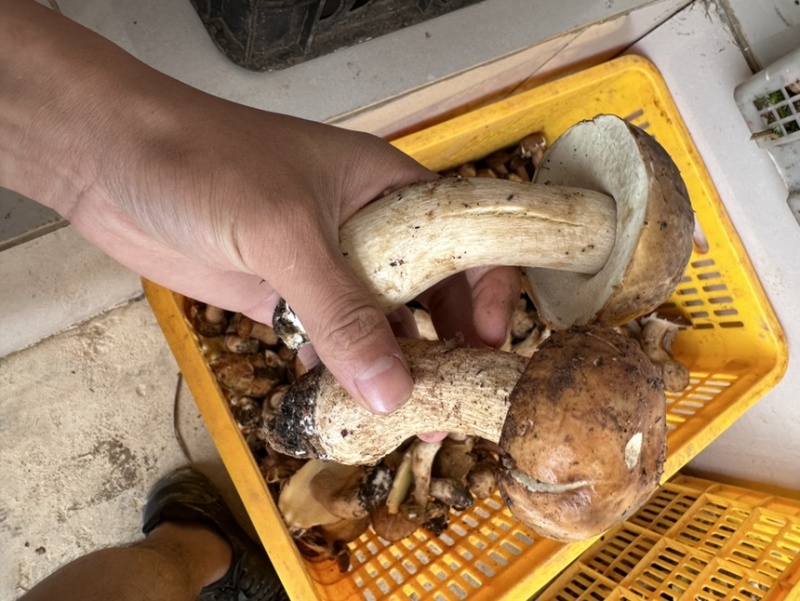 云南野生牛肝菌，鲜货，干货都有