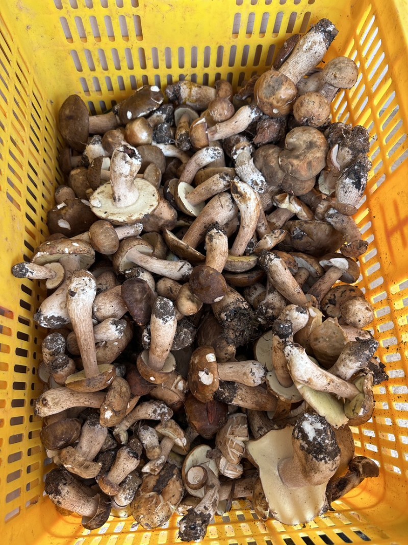 云南野生牛肝菌，鲜货，干货都有