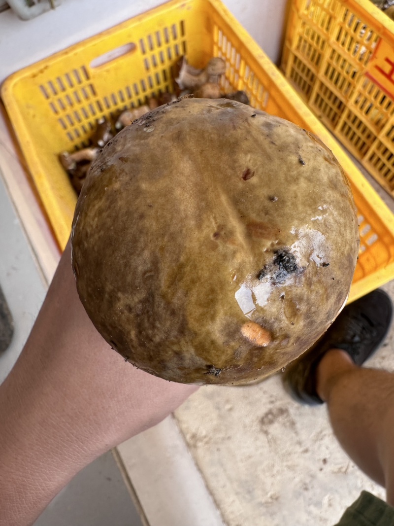 云南野生牛肝菌，鲜货，干货都有