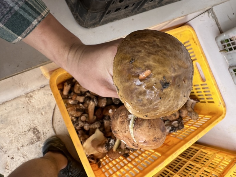 云南野生牛肝菌，鲜货，干货都有