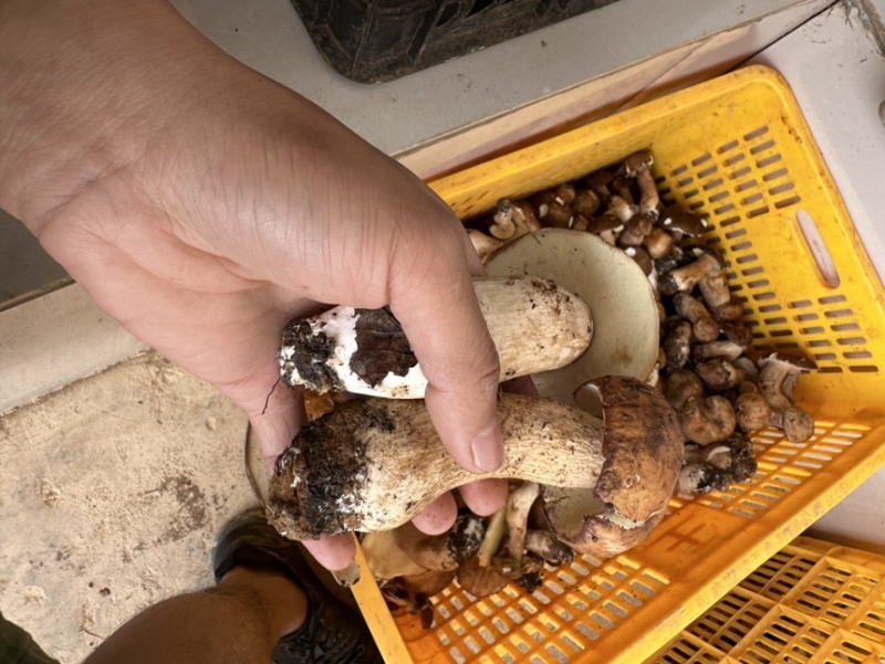 云南野生牛肝菌，鲜货，干货都有
